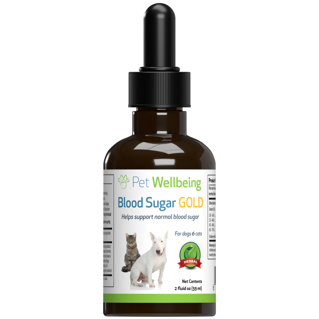 Low blood sugar 2024 in small dogs